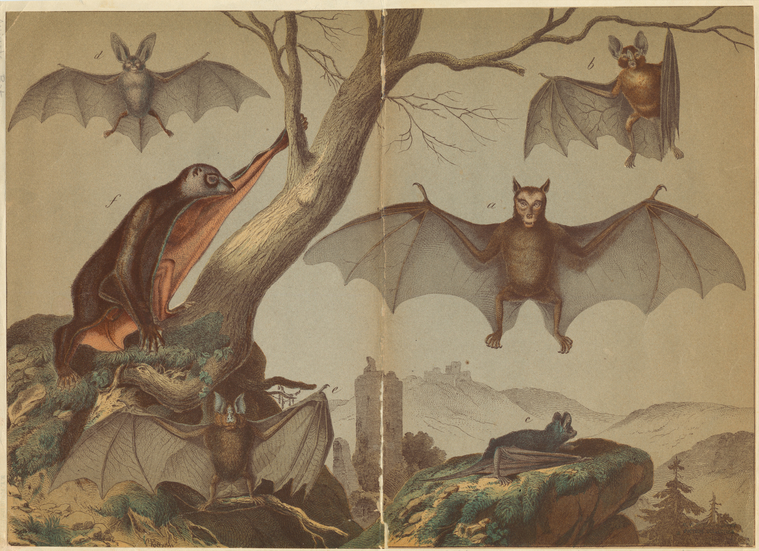 Image ID 822025

