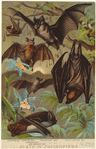 Image ID 822029
