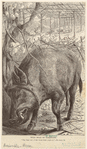 Image ID 822154