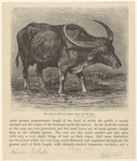Image ID 822160