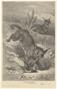 Image ID 822182