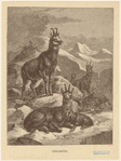 Image ID 822184