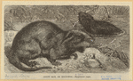 Image ID 822195