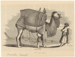 Image ID 822197