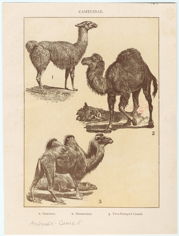 Image ID 822221
