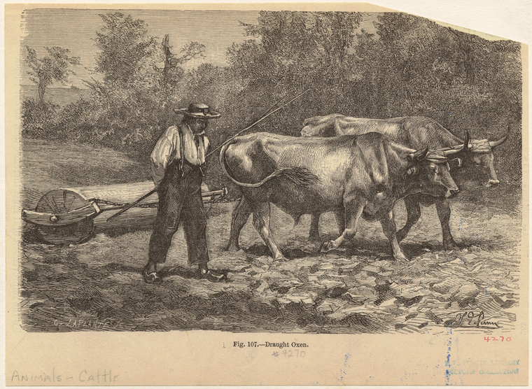 Image ID 822253
