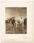 Image ID 822255