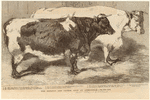Image ID 822274