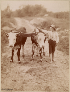 Image ID 822281