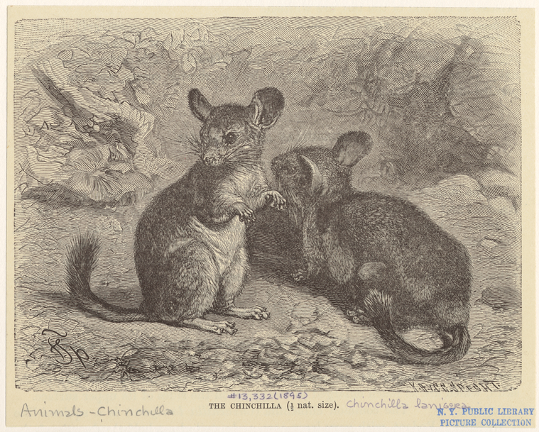 Image ID 822308
