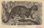 Image ID 822328