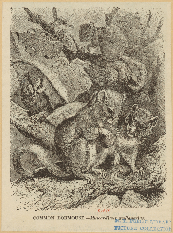 Image ID 822344
