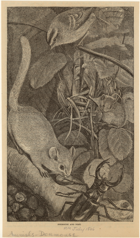 Image ID 822361

