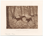 Image ID 822411