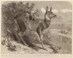 Image ID 822419