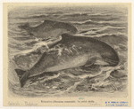 Image ID 822455