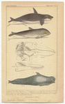 Image ID 822459