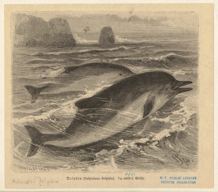Image ID 822461
