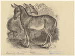 Image ID 822489