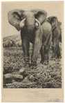 Image ID 822513