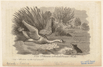 Image ID 822625
