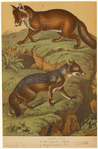 Image ID 822631