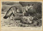 Image ID 822647