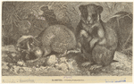 Image ID 822681