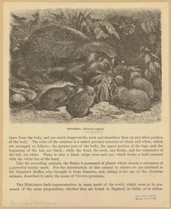 Image ID 822687