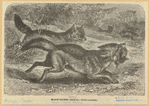 Image ID 822689