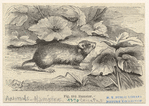 Image ID 822697