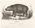 Image ID 822719