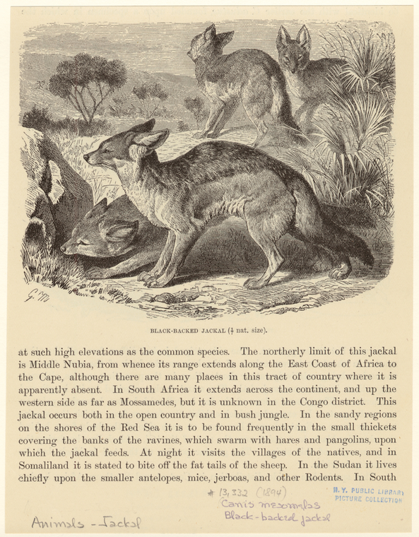 Image ID 822732
