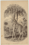 Image ID 822763