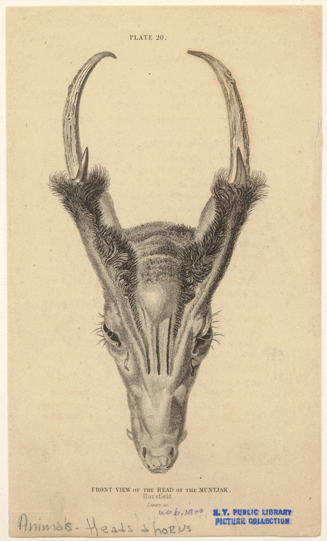 Image ID 822804