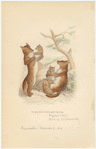Image ID 822900