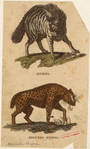Image ID 822916