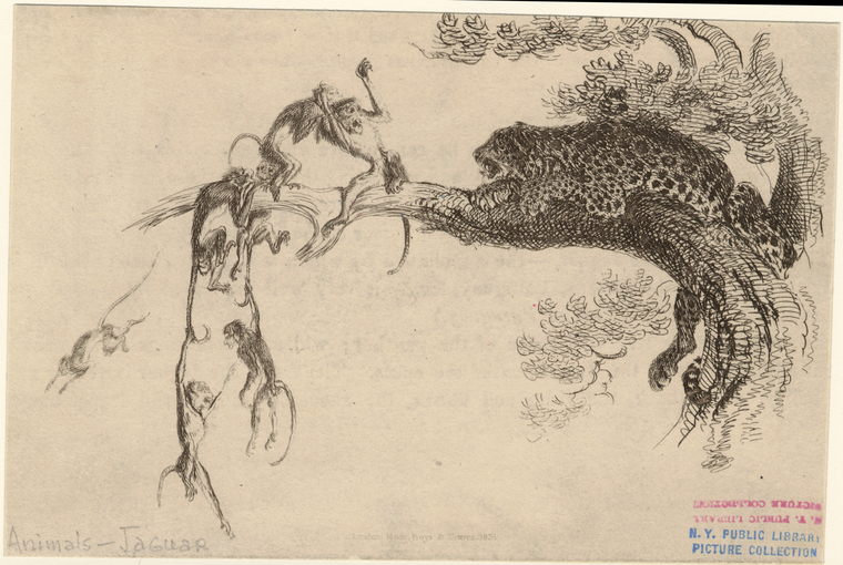 Image ID 822956

