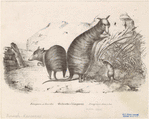 Image ID 822978