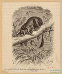 Image ID 823000