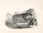 Image ID 823019