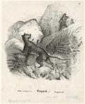 Image ID 823020