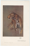 Image ID 823021