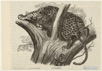 Image ID 823025