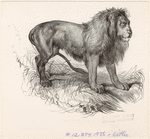 Image ID 823041