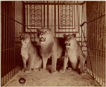 Image ID 823065