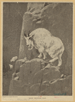 Image ID 823096