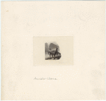 Image ID 823097
