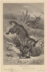 Image ID 823121
