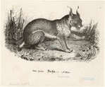 Image ID 823126